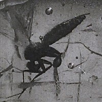 Natural History - Insect in Polished Baltic Amber